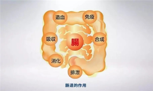 肠道越干净，人体越长寿！